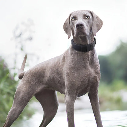 Tactical Pet Collar with Handle