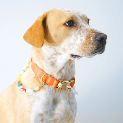 Couture Capri Sunset Dog Collar with Capri Collar Design
