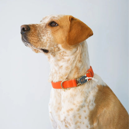 Couture Capri Sunset Dog Collar with Capri Collar Design