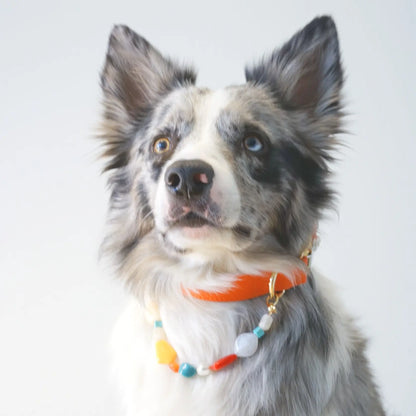 Couture Capri Sunset Dog Collar with Capri Collar Design
