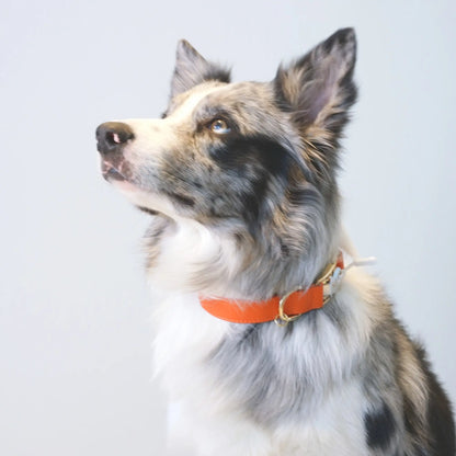 Couture Capri Sunset Dog Collar with Capri Collar Design